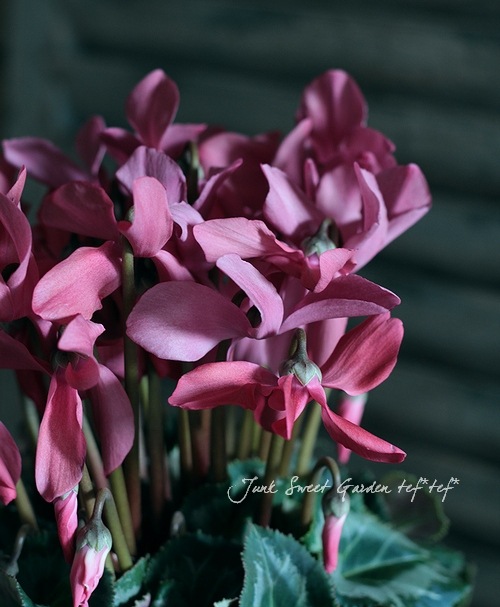 i>Cyclamen persicum</i><BR><BR>アンティークカラー<BR>シクラメン<BR