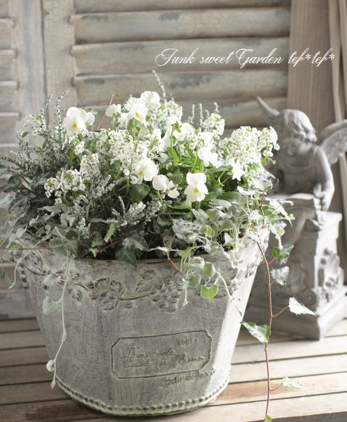 花 flower 『送料無料』ニチニチソウのメガ盛り寄せ植え『ジュエリーBOX