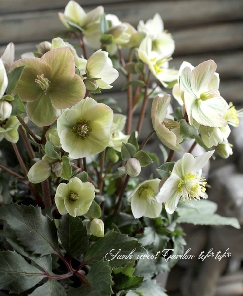 シックなクリスマスローズ 『シューティングスター』特大株 | すべての