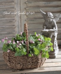 �ڻ��ߡ� �֥饦�󿧡��ʥ�����Х����åȡ��ĥϥ�ɥ�