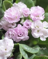 �Х�餭�ץ��顦����ꥢ�󡡡إޥ����롦�֥롼��