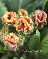 <i>Primula juriana hybrid</i><BR><BR>�ץ��顦����ꥢ��<BR> �إ�������