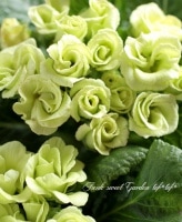 <i>Primula juriana hybrid</i><BR><BR>�ץ��顦����ꥢ��<BR> �إ饤���