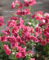 <i>Nemesia caerulea</i><BR><BR>������ݥ��ꥸ�ʥ�<BR>�ɺ��ͥ᥷�����ѥ��ƥ���<BR>�إ�åɡ�