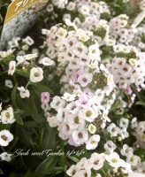 <i>Lobularia hybrid</i><BR><BR>���٥����ѡ�����å���<BR>�إۥ磻�ȥ��ȥ꡼���