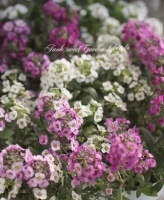<i>Lobularia hybrid</i><BR><BR>���١����ؼ異��å���<BR>�إ��ꥢ���ꥹ�����3��MIX����