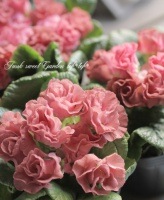 <i>Primula</i><BR><BR>�ץ��顦����ꥢ��<BR>�إ����󥿡������ɥ��