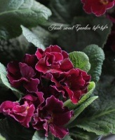 <i>Primula</i><BR><BR>�ץ��顦����ꥢ��<BR>�ؤ�������������