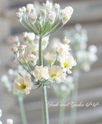 �ץ��顦�ޥ饳���ǥ��ʥ����饽���ˡ��ز�˨ -���ܤ�-��