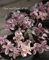 ������ɺ��ե��å������إХꥨ��������