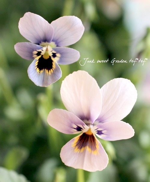 未使用品】クレモナ ビオラ SVA100 16