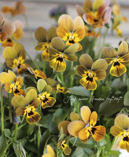 i>Viola×wittrockiana </i><BR><BR>ゲブラさんのオリジナルビオラ<BR