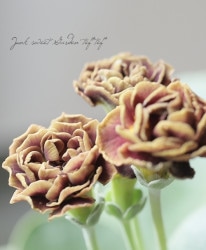 ʥץ顦ꥭ顡ɥ֥ϡإꥢࡦ