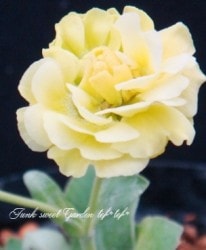 ���ʥץ��顦�����ꥭ��顡����������ɥ��֥�ϡ��إǥܥ󥯥꡼���