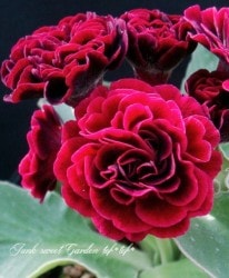 ���ʥץ��顦�����ꥭ��顡����������ɥ��֥�ϡ��إ���ॾ�󡦥�������