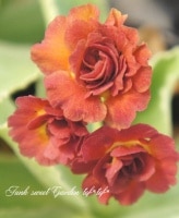 <i>Primula auricula</i><BR><BR>���ʥץ��顦�����ꥭ���<BR>����������ɥ��֥��<BR>�إ��ʥ���