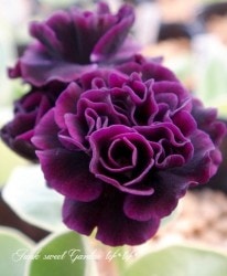 ���ʥץ��顦�����ꥭ��顡����������ɥ��֥�ϡ��إ��֥�åȡ�