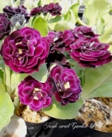 <i>Primula auricula</i><BR><BR>���ʥץ��饪���ꥭ���<BR>����������ɥ��֥��<BR>�إǥ饤���