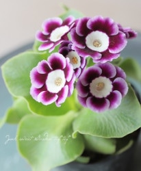 ʥץ顦ꥭ顡饤ȥ󥿡ѥϡإ꡼