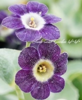 <i>Primula auricula</i><BR><BR>���ʥץ��饪���ꥭ���<BR>�ܡ����������ꥭ����<BR>�إ�������󥰡�