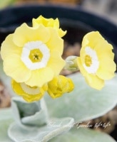 <i>Primula auricula</i><BR><BR>���ʥץ��顦�����ꥭ���<BR>�����������祦����շ�<BR>�إࡼ�󥰥�����