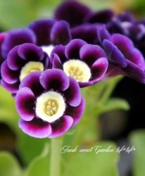 ���ʥץ��顦�����ꥭ��� �饤�ȥ��󥿡�����ѥ���� �إ���ե��ˡ���