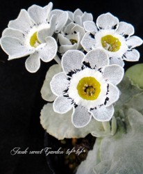 ���ʥץ��顦�����ꥭ��� ���쥤/�ۥ磻�ȥ��å��� �إ�֥С��ɡ�