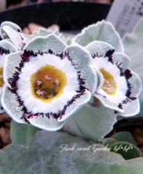 ���ʥץ��顦�����ꥭ��� ���쥤/�ۥ磻�ȥ��å��ϡ��إ��ꥪ�å���