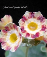 ���ʥץ��顦�����ꥭ��顡���ȥ饤�ס������ꥭ���ϡ��إ����ɡ����������󡦥����