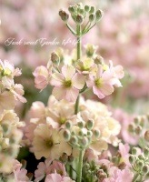 <i>Purimura malacoides</i><BR><BR>�ץ��顦�ޥ饳���ǥ��ʥ����饽����<BR>������ƥ��������إԡ����ԥ󥯡�