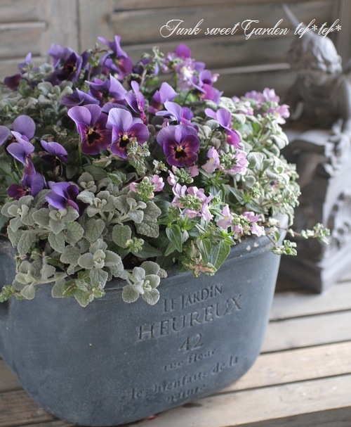 Tef Tef 寄せ植え Br 16 No 6 Br Br ぶどうももか ネメシア すべての商品 Junk Sweet Garden Tef Tef Tef Tef 寄せ植え Br 16 No 6 Br Br ぶどうももか ネメシア すべての商品 Junk Sweet Garden Tef Tef