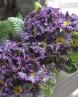 ������ݤ��� ���å��ʥץ��顦����ꥢ�󡡡إޡ��٥륰�꡼���