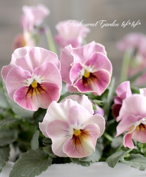 i>Viola×wittrockiana </i><BR>I's selection<BR>ふんわりびおら<BR