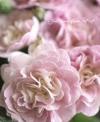 Ȭź餭ץ顡٥꡼ إԥ󥯥