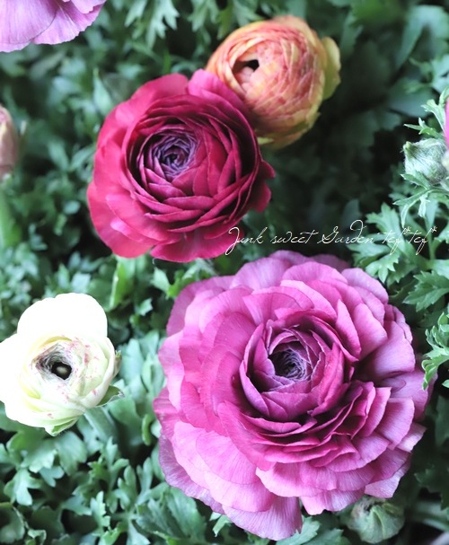 ラナンキュラス 『セレンディシリーズ』 | すべての商品 | | Junk