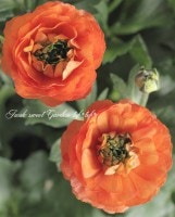 <i>Ranunculus asiaticus</i><BR><BR>����ݤ����������BR>��ʥ󥭥�饹<BR>�إԥ�����