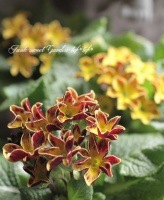 <i>Primula</i><BR><BR>�ץ��顦����ꥢ��<BR>�إ֥饦�󥤥������Х����顼��