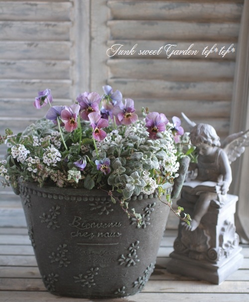 tef*tef*寄せ植え<BR>2016 * no.10 *<BR><BR>『エボルベ×アリッサム