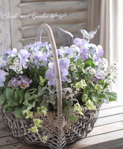 【即日発送】ペテンシー2枚＆ペテンズゲート tef*tef*寄せ植え<BR>2016 * no.12 *<BR><BR>『ヘブンリー×バスケット