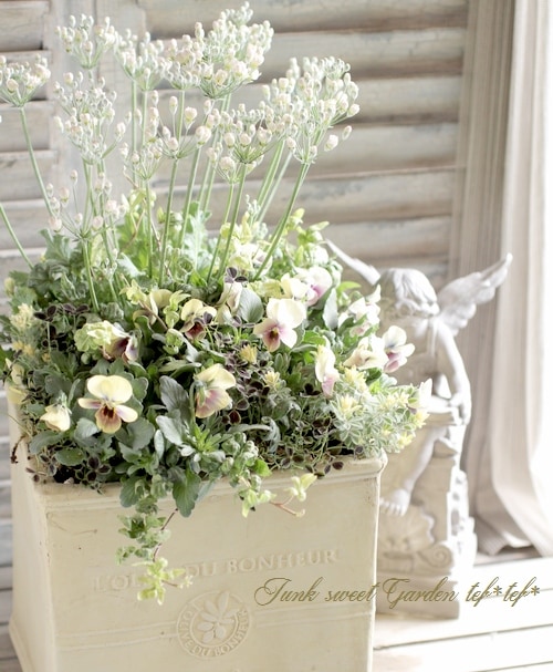 花 Kawasaki Cherry Blossom | TikTok