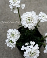 ���нɺ����٥ꥹ������ѥӥ�󥹡��إ����ǥ����եȡ�