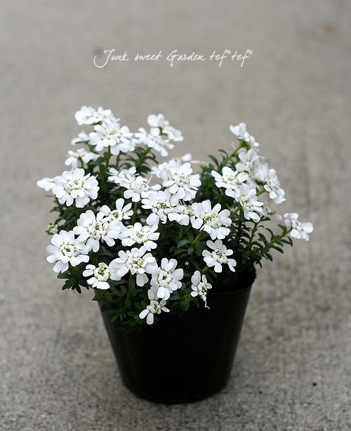 常緑宿根イベリス・センパビレンス 『キャンディタフト』 | すべての