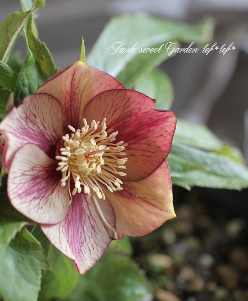 ㉖-451クリスマスローズ i>Helleborus</i><BR><BR>クリスマスローズ・開花株<BR>富山県・松浦