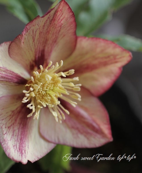 i>Helleborus</i><BR><BR>クリスマスローズ・開花株<BR>富山県・松浦