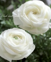 <i>Ranunculus asiaticus</i><BR><BR>��ʥ󥭥�饹 �إۥ磻�ȡ�