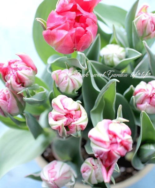 チューリップ 冷蔵処理で花持ち抜群！斑入り！八重！チューリップ 『フラッシュ