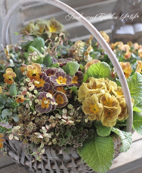 ディシラサンプル詰め合わせ シビラ 大判 プリントハンカチ（58cm）compartir（コンパルティー