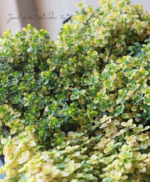 ゴールデンクイーンタイム ゴールデンタイム すべての商品 Junk Sweet Garden Tef Tef