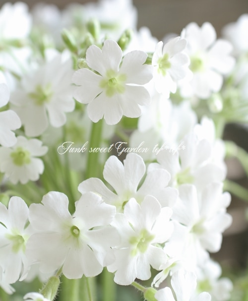 i>Primula filchnera</i><BR><BR>雲南さくら草<BR>プリムラ