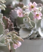 <i>Kalanchoe pumila</i><BR><BR>¿ʪ<BR>󥳥إץߥ